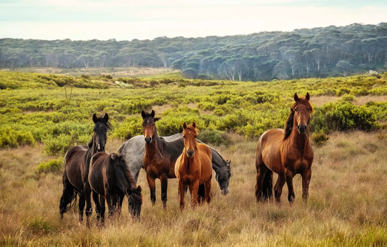 Photo wallpaper field, forest, grass, look, nature, horse, horse, horses