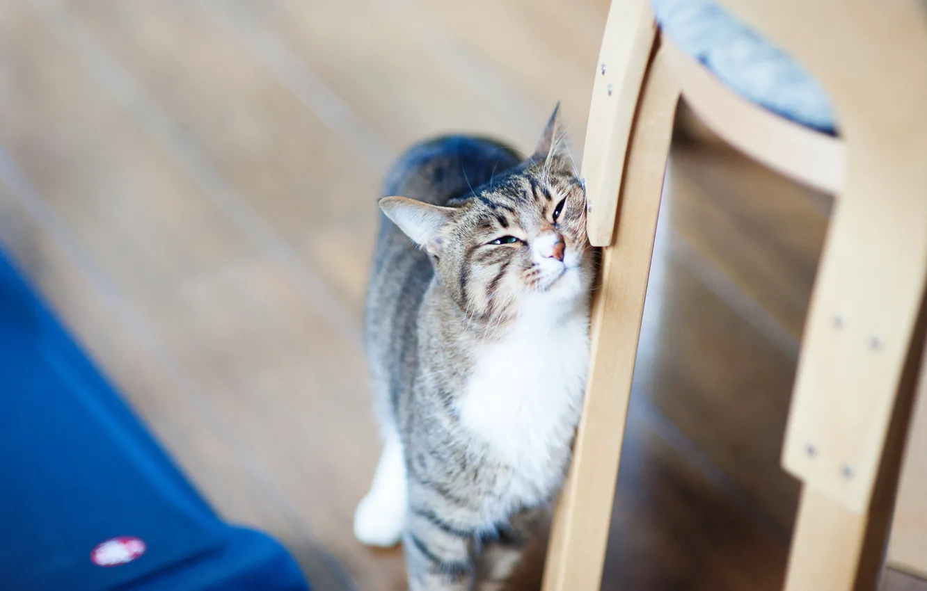 Photo wallpaper cat, cat, face, pose, chair, floor, the expression, bokeh