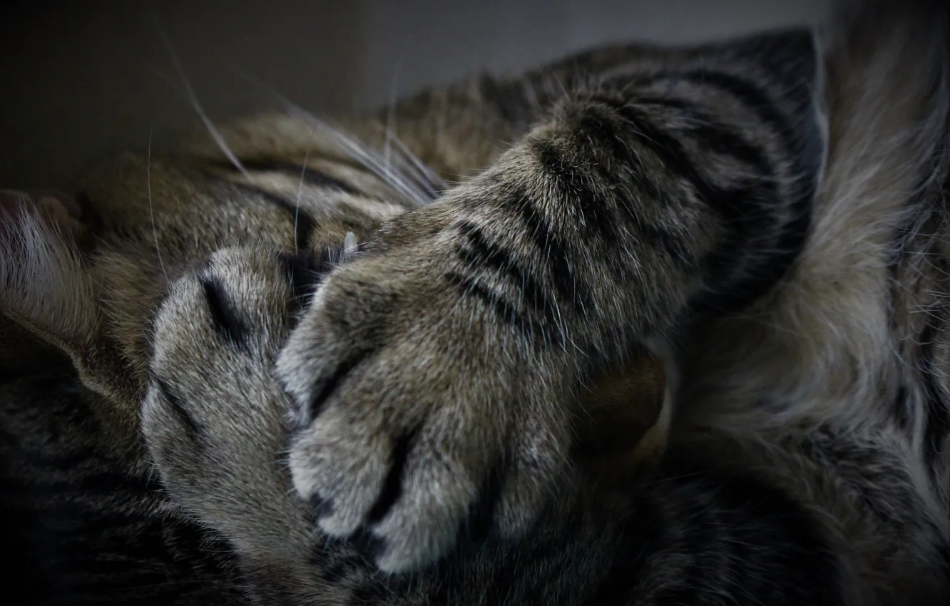 Photo wallpaper cat, stay, paws