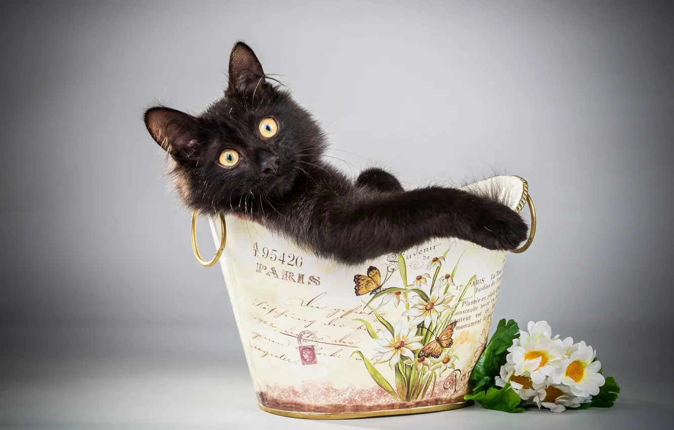 Photo wallpaper cat, look, black