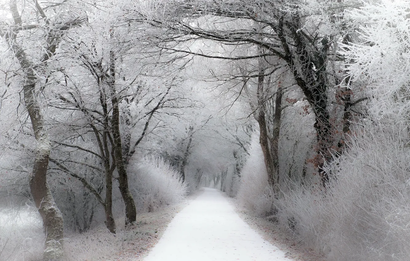 Photo wallpaper winter, frost, road, forest, snow