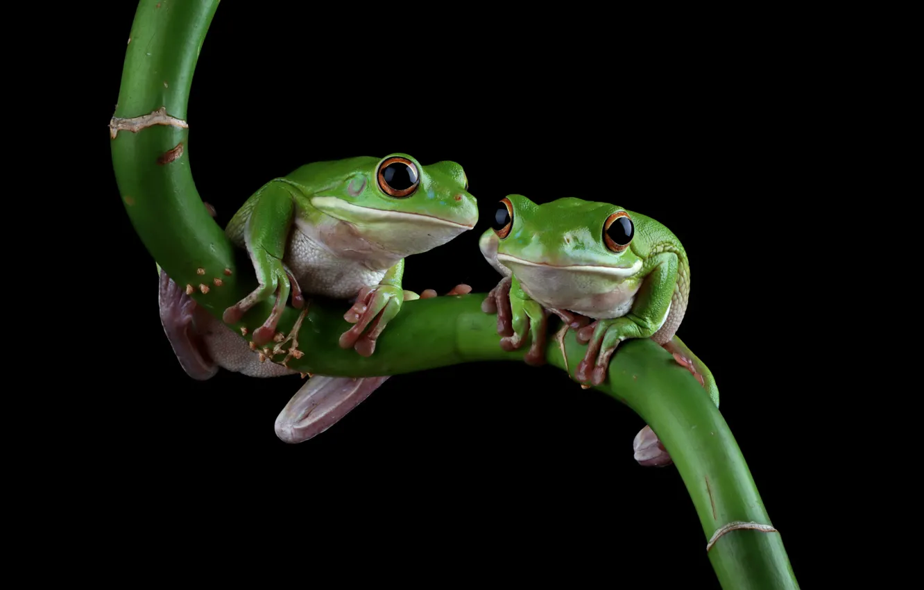 Photo wallpaper look, pose, green, plant, frog, stem, black background, a couple