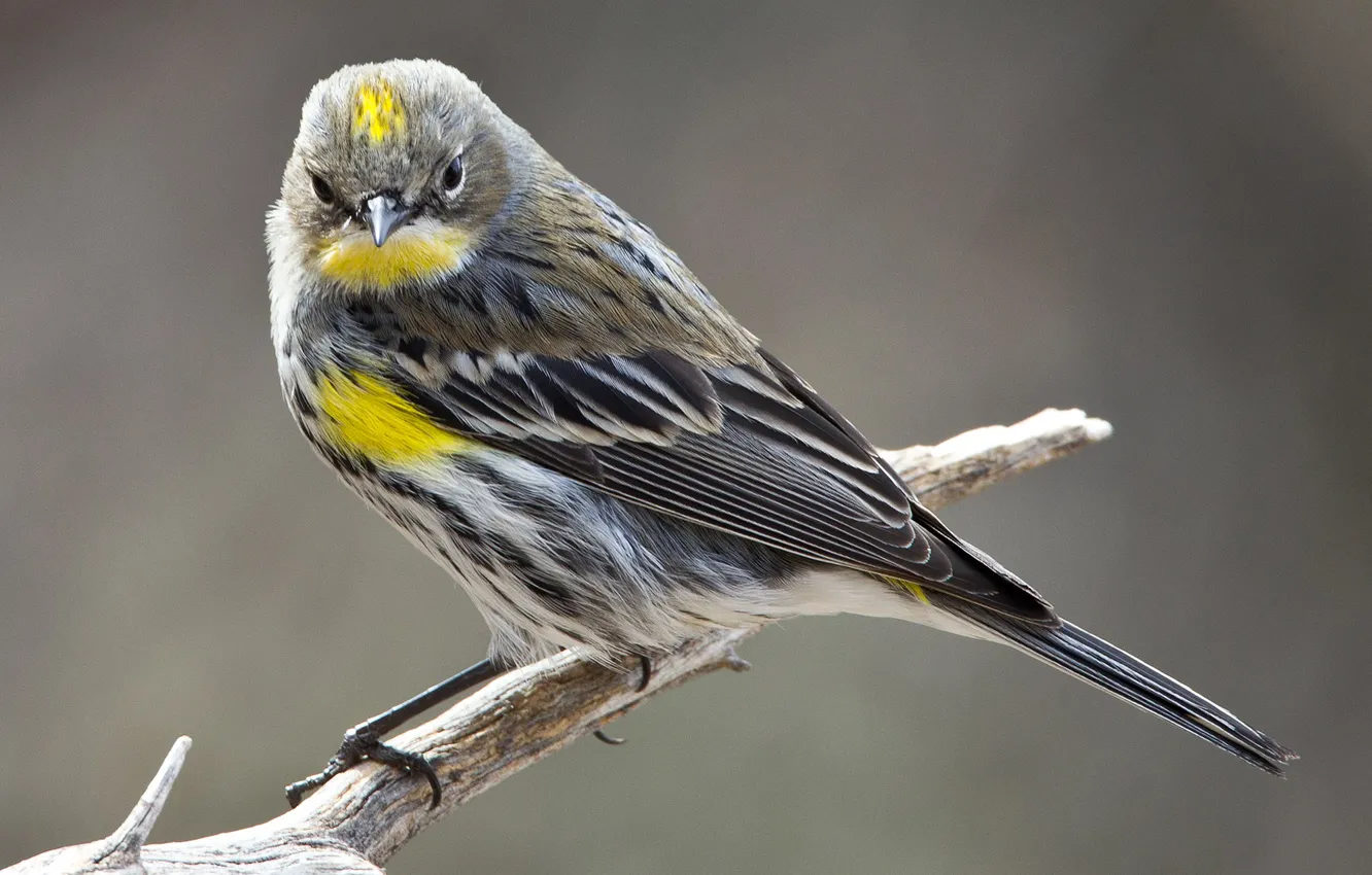 Photo wallpaper Myrtle forest songster, tail, bird, branches