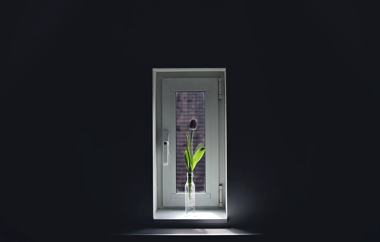 Photo wallpaper flowers, window, tulips