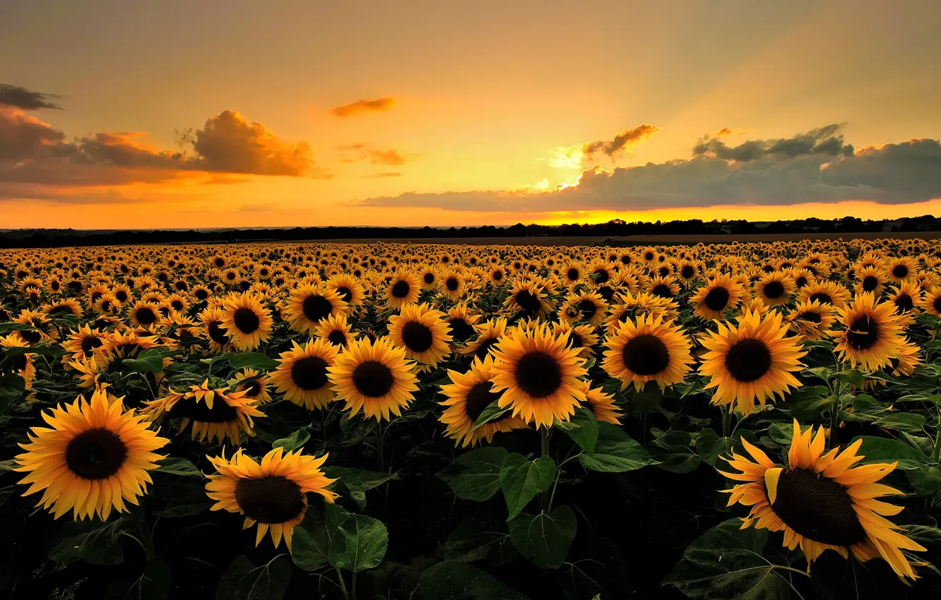 Photo wallpaper field, summer, clouds, sunflowers, sunset, flowers, nature, the evening