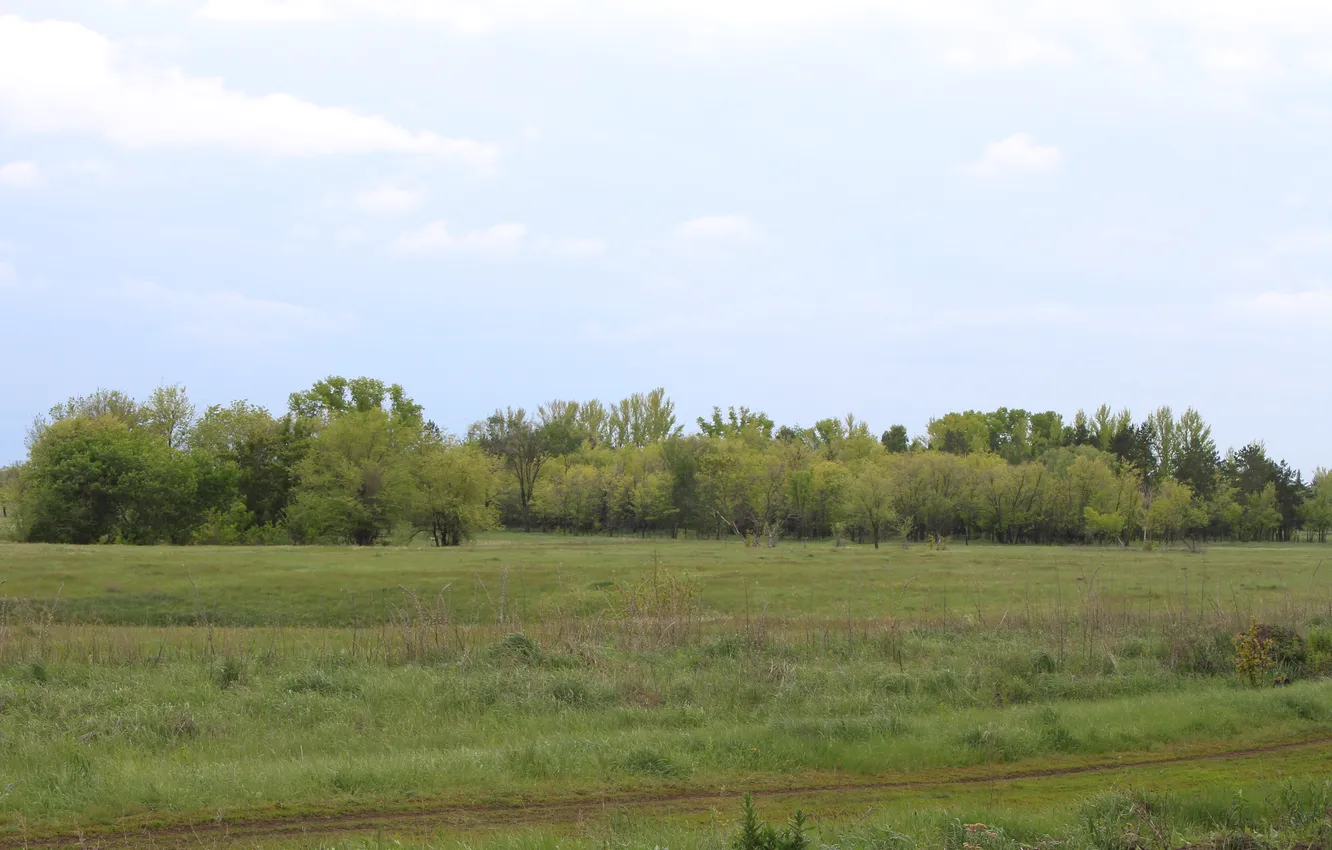 Photo wallpaper field, the sky, grass, trees, clouds, nature, overcast, spring