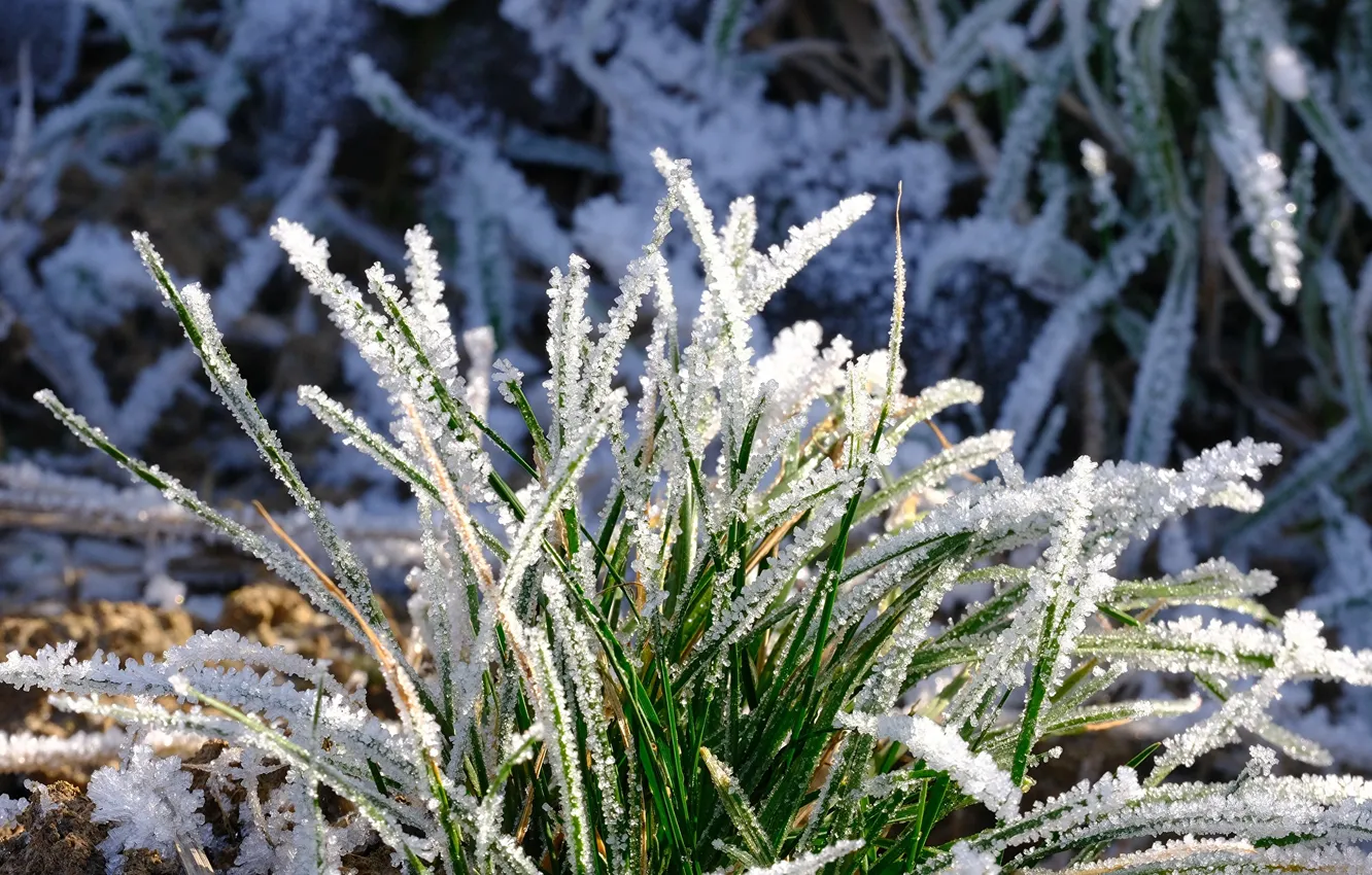 Photo wallpaper winter, frost, grass, macro, snow, nature, plants, frost