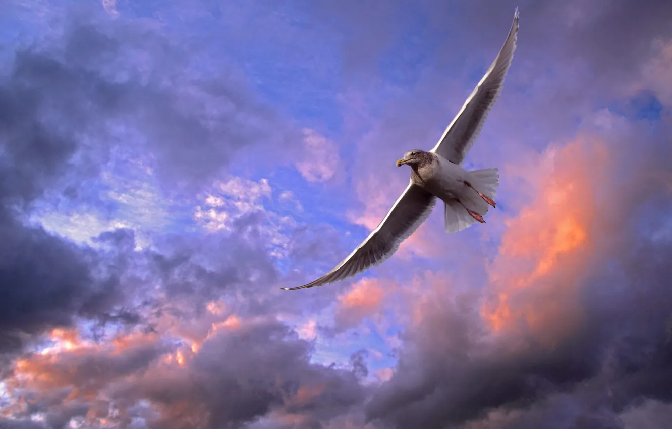 Photo wallpaper the sky, bird, seagulls