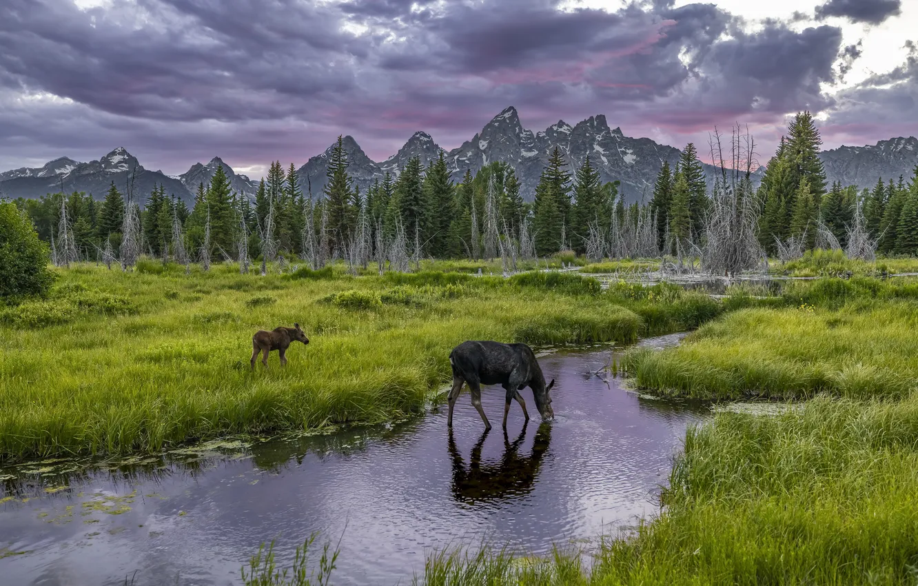 Photo wallpaper mountains, river, moose