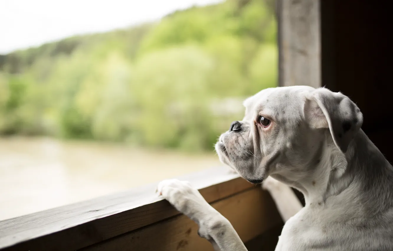 Photo wallpaper look, each, dog