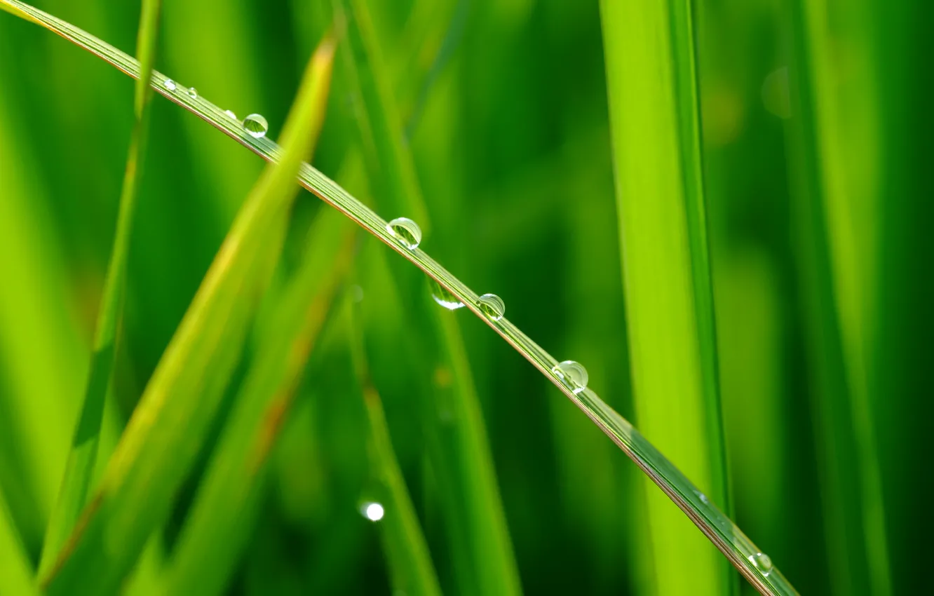 Photo wallpaper grass, drops, background