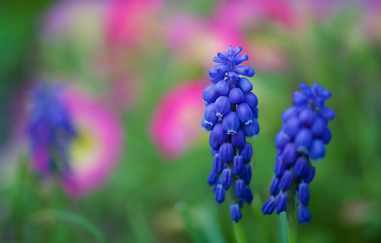 Photo wallpaper macro, flowers, blue, background, spring, Muscari, hyacinth mouse