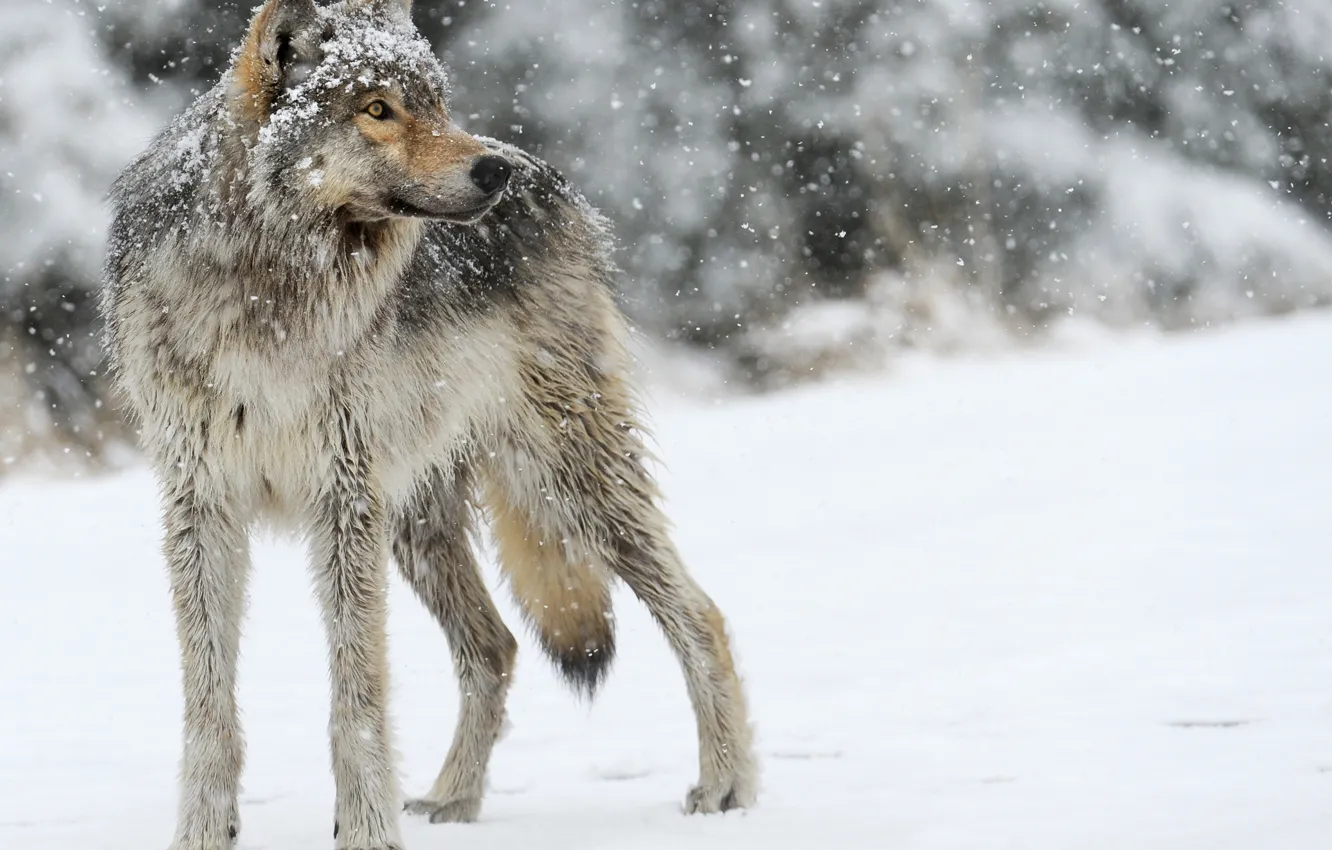 Photo wallpaper snow, grey, wolf, predator, looks