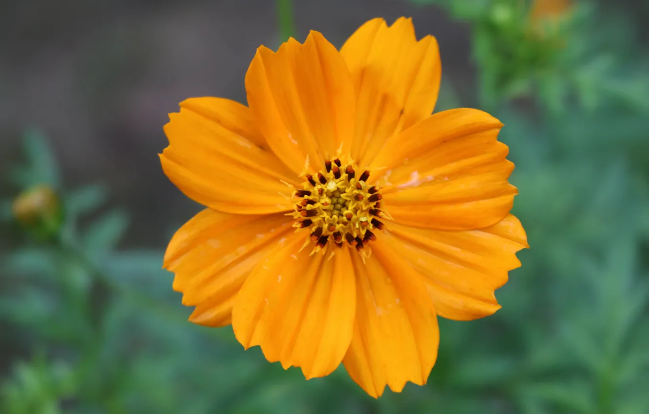 Photo wallpaper yellow, Canon, camomile