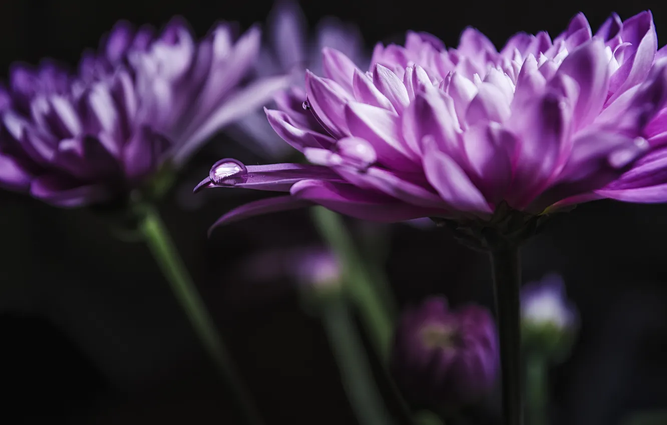 Photo wallpaper macro, flowers, background, petals, chrysanthemum