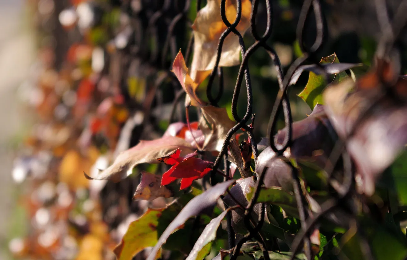 Photo wallpaper autumn, leaves, macro, nature, photo, mesh, Wallpaper, foliage