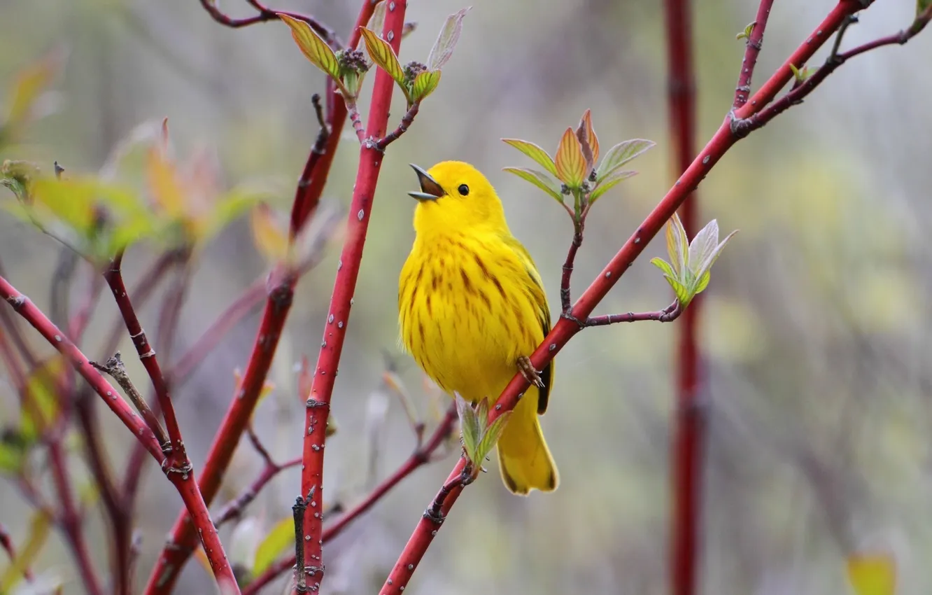 Photo wallpaper branches, bird, bird, yellow