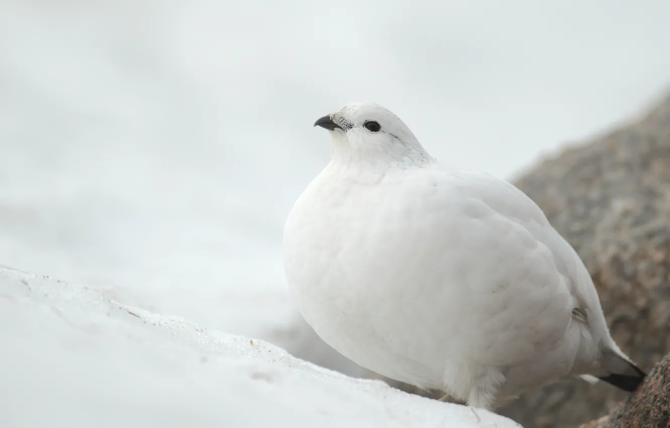 Photo wallpaper snow, bird, white, partridge