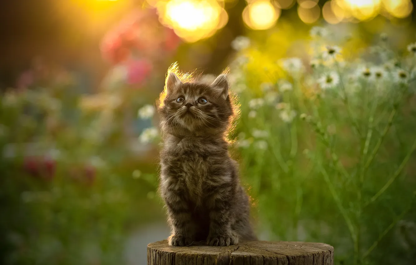 Photo wallpaper fluffy, kitty, deck, Yuriy Korotun