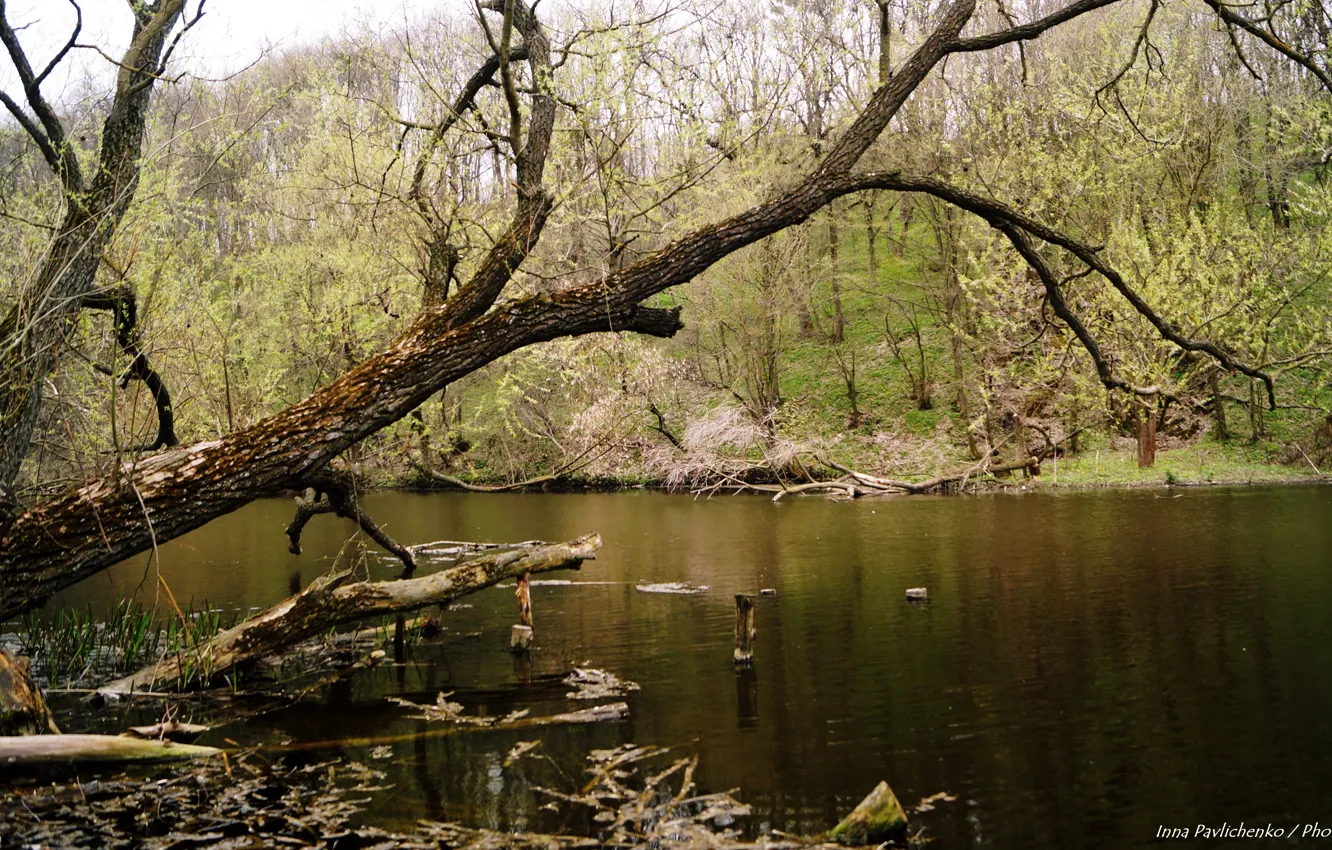 Photo wallpaper nature, brown, the end of winter