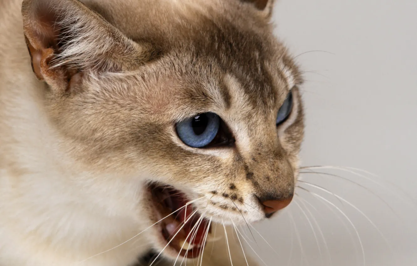 Photo wallpaper cat, look, mood
