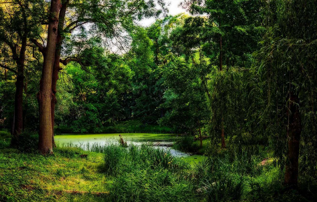 Photo wallpaper greens, forest, grass, trees, pond, treatment, Tina, snag