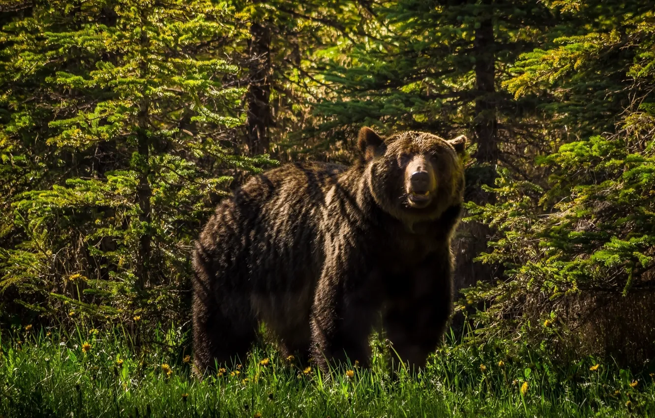 Photo wallpaper forest, bear, grizzly