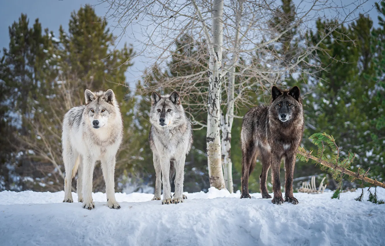 Photo wallpaper nature, Gray Wolf, face, animal, wolf, canis lupus, wildlife, head