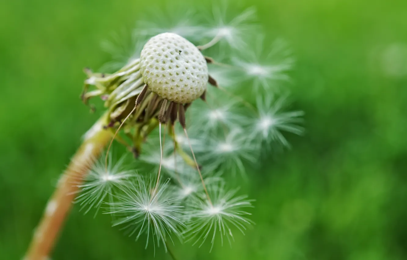 Photo wallpaper summer, nature, dandelion