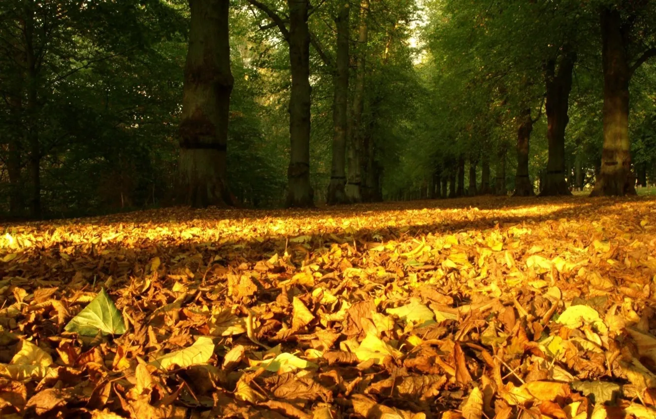 Photo wallpaper nature, time of the year, autumn fallen leaves