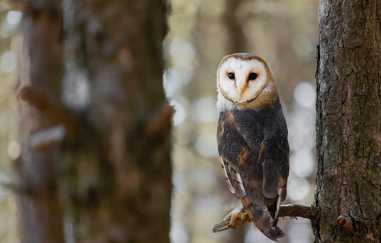 Photo wallpaper trees, owl, bird, bokeh, the barn owl