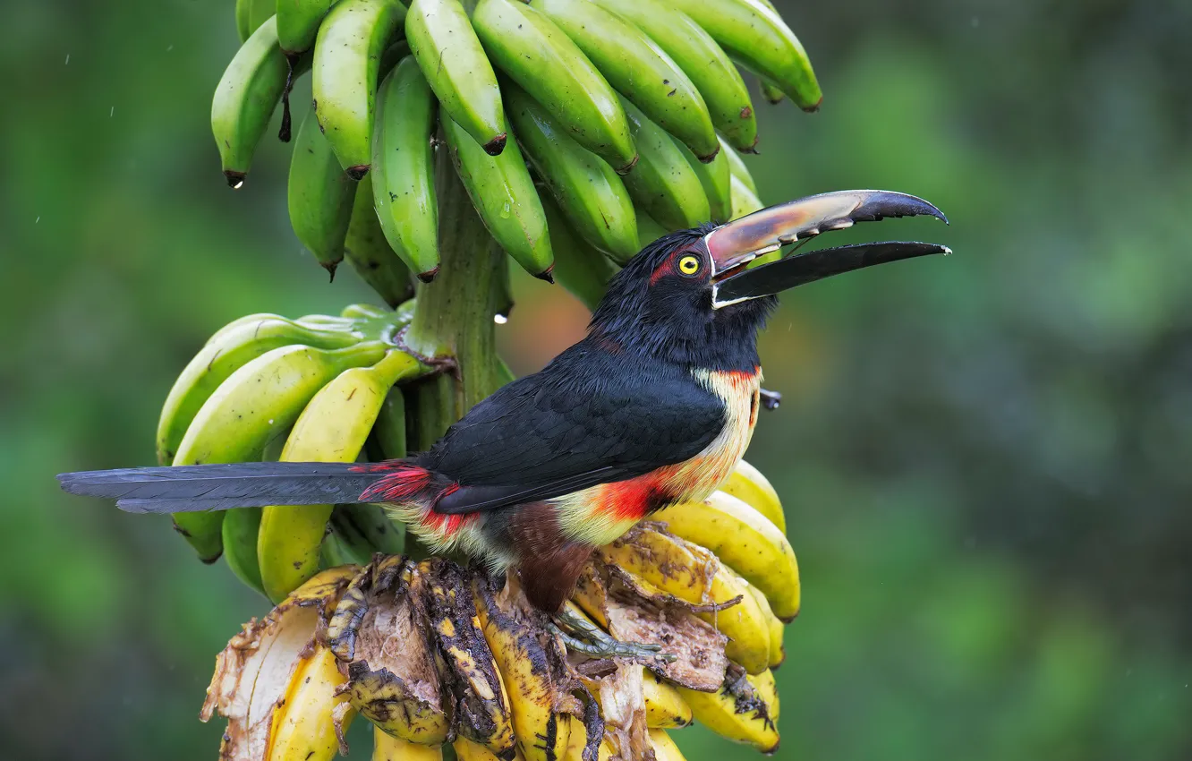 Photo wallpaper Palma, background, bird, bananas, fruit, Toucan
