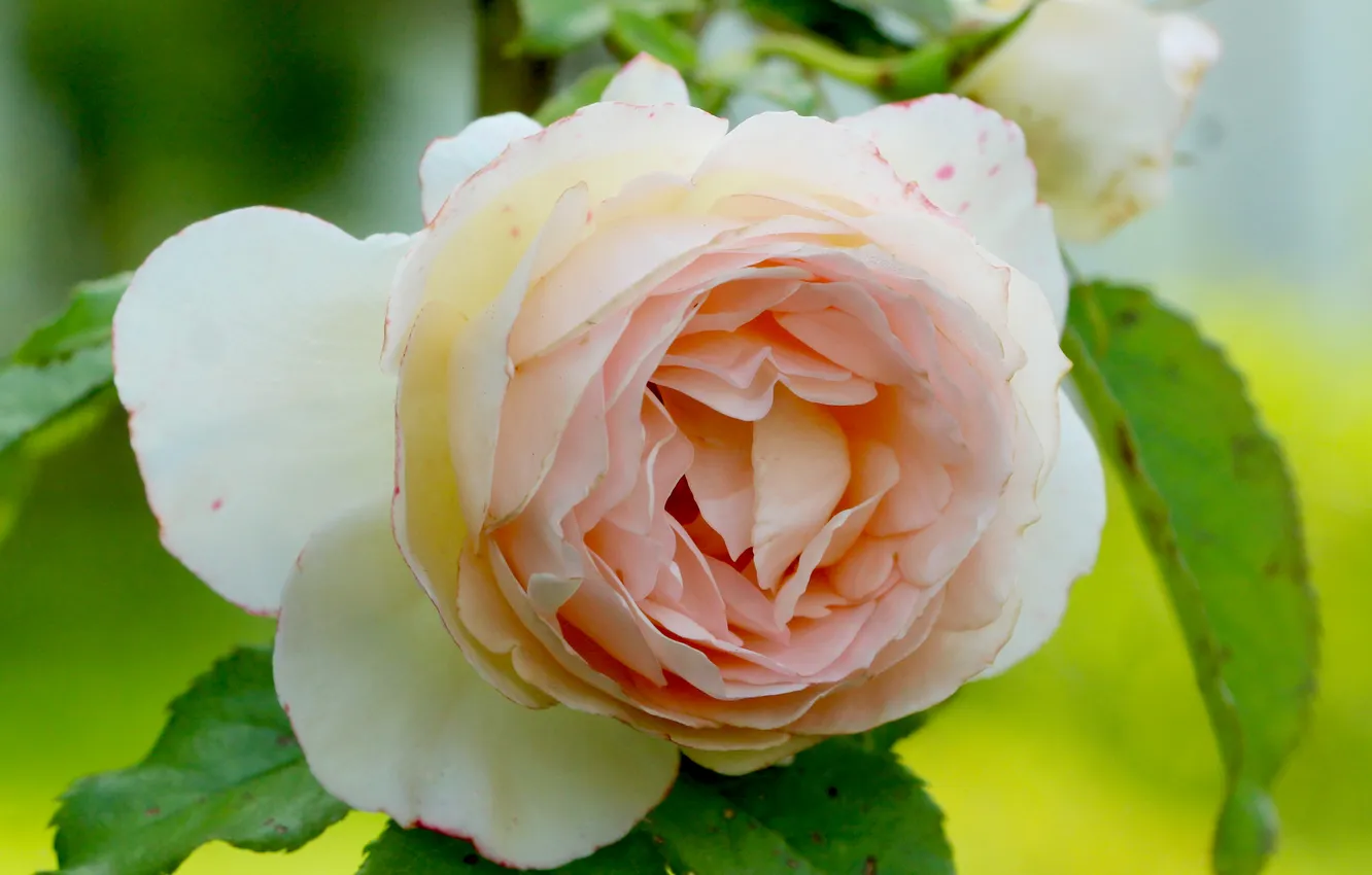 Photo wallpaper pink, roses, blooming