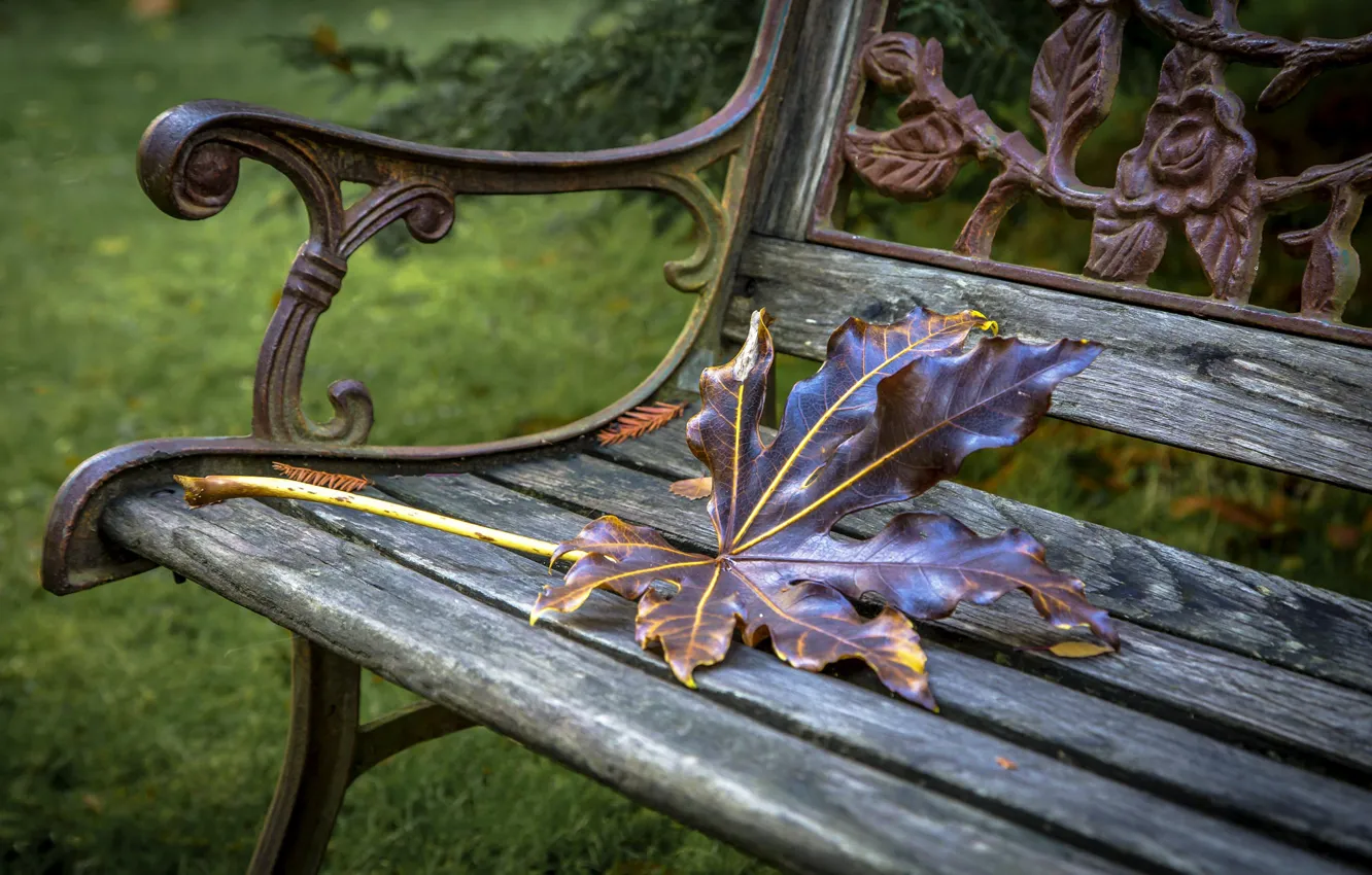 Photo wallpaper autumn, sheet, bench