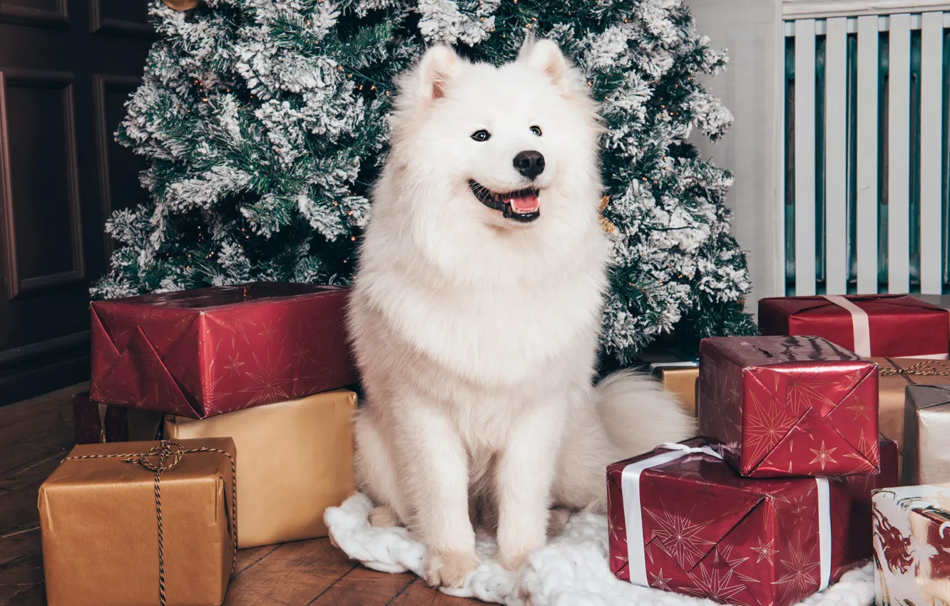 Photo wallpaper language, white, look, pose, room, dog, Christmas, gifts