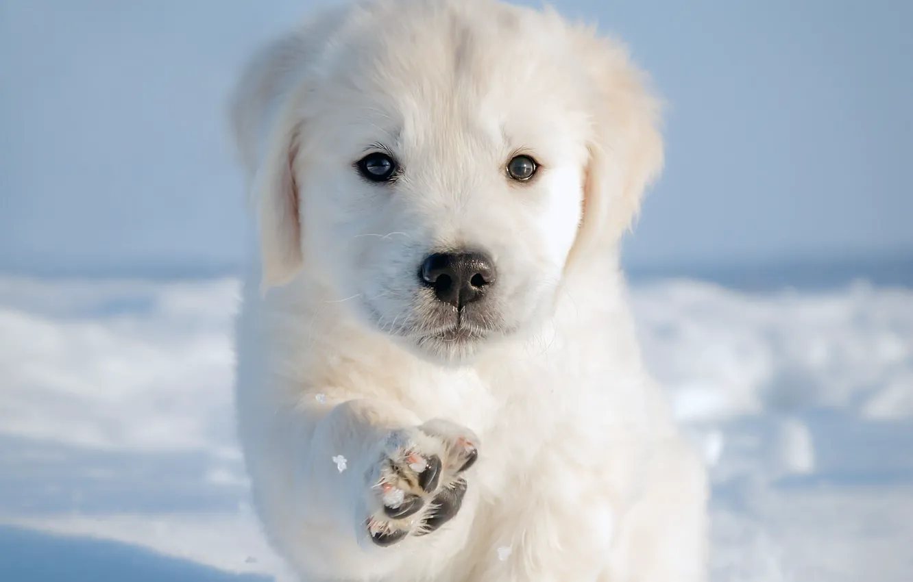 Photo wallpaper winter, snow, paw, dog, puppy, doggie