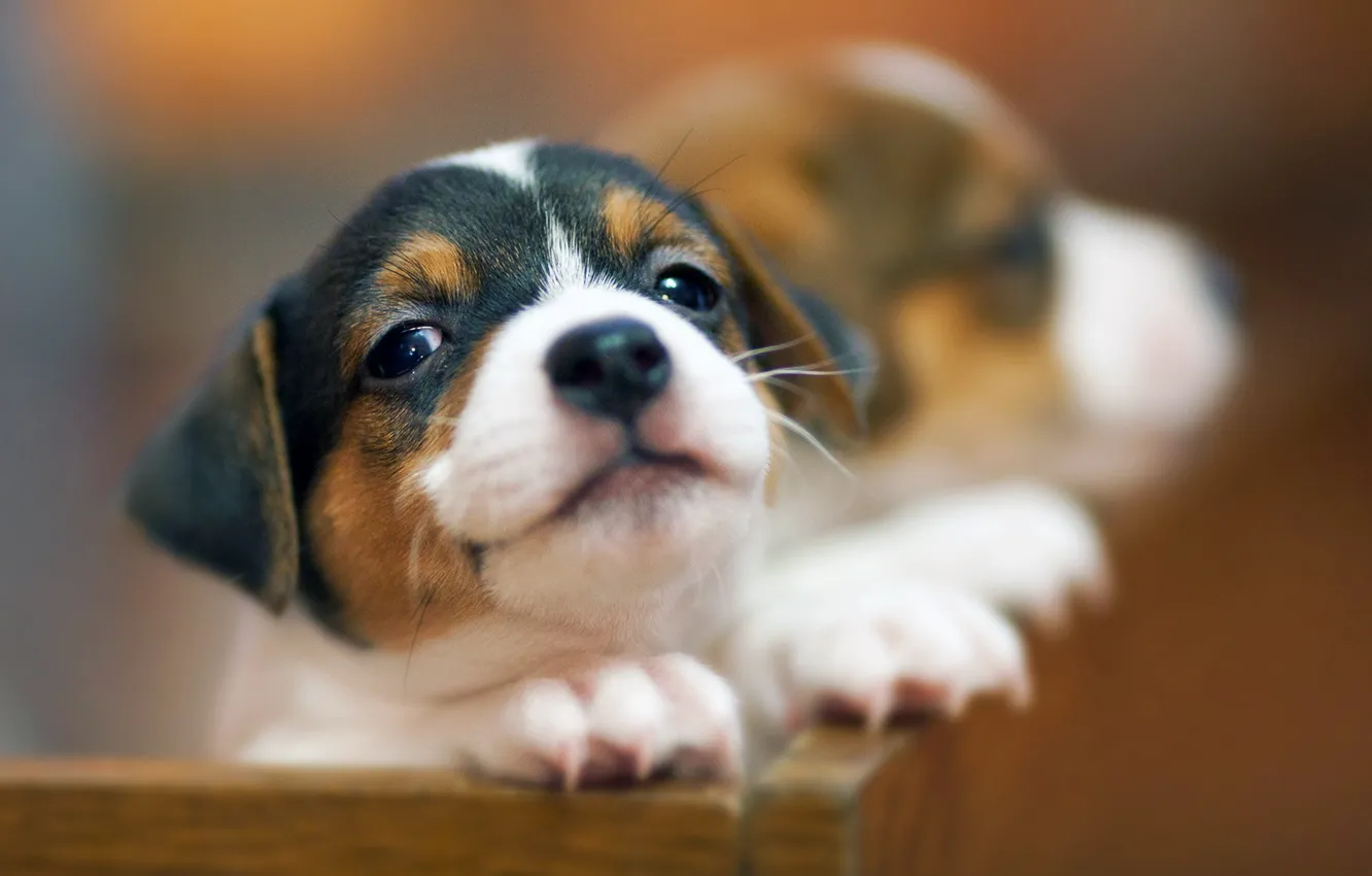 Photo wallpaper background, dog, puppy