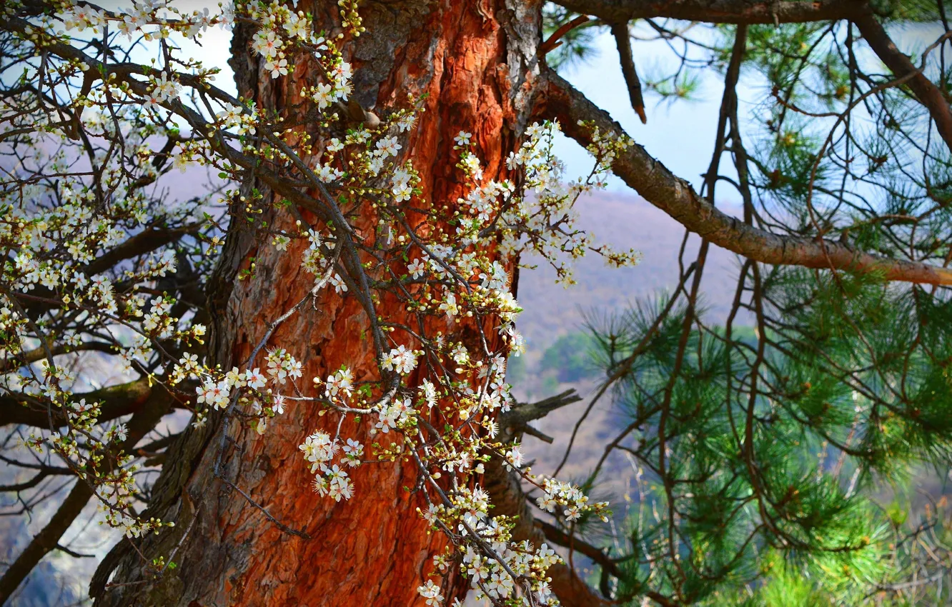 Photo wallpaper trees, spring, flowering, tree, spring, Flowering