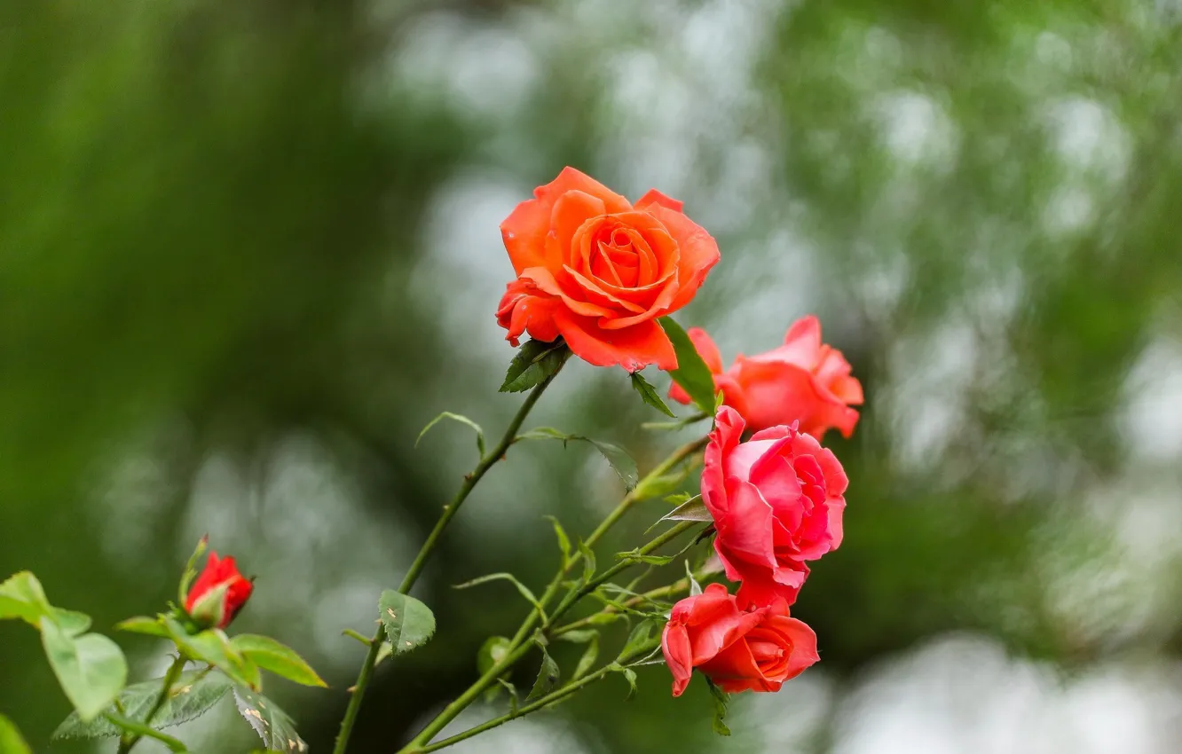 Photo wallpaper flowers, Bush, roses, bouquet, red, green background, bokeh, blurred background