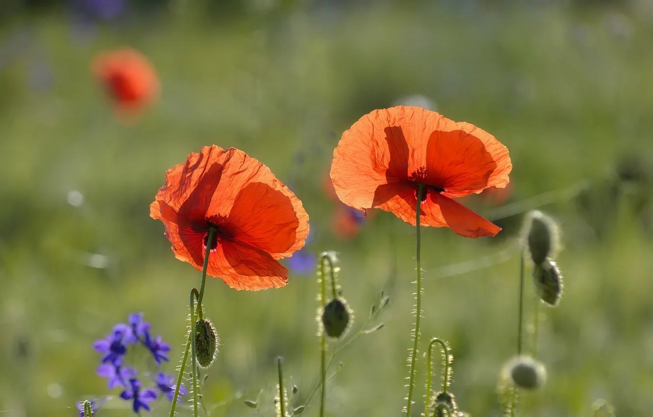 Photo wallpaper flowers, Maki, Duo