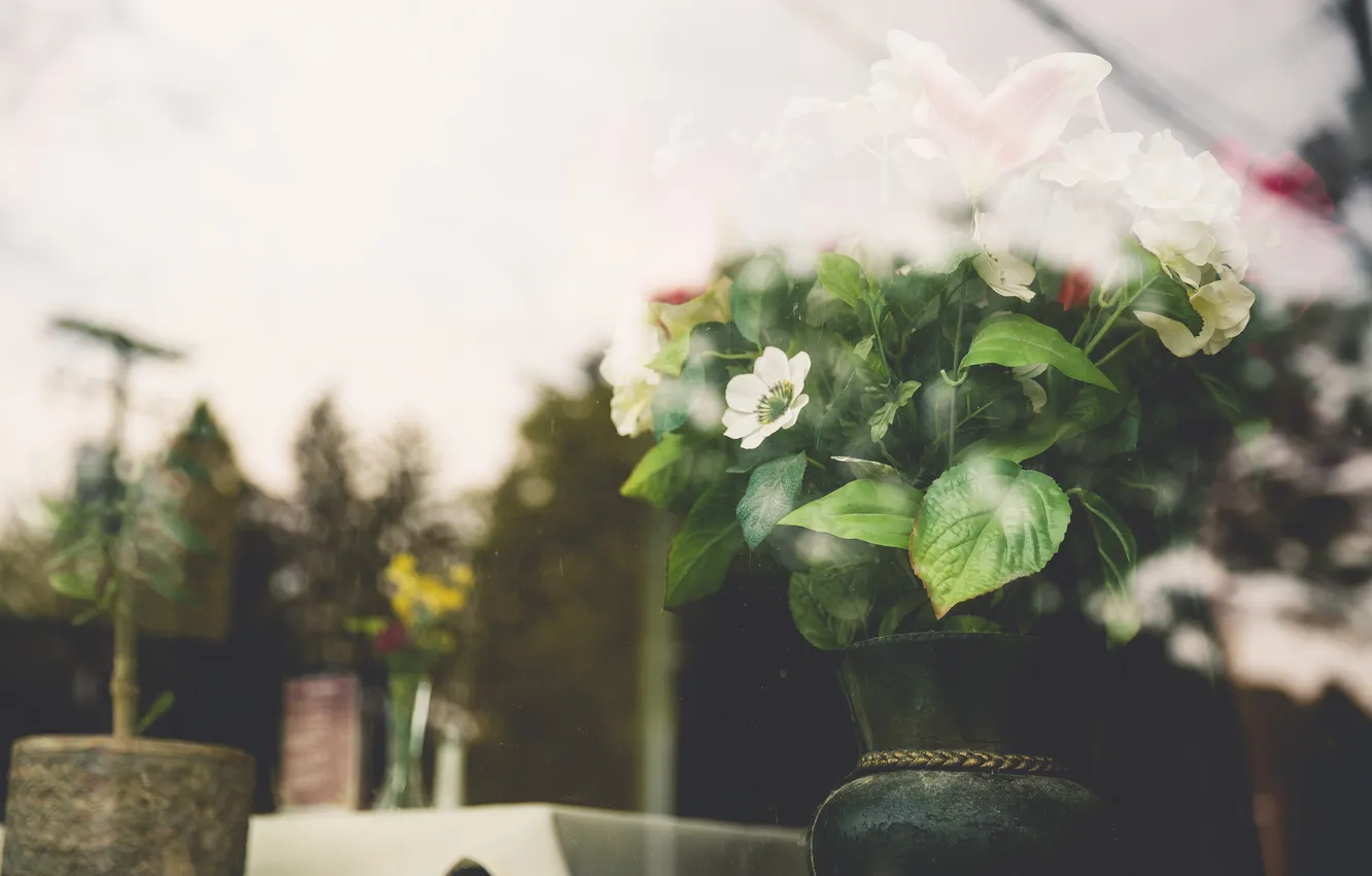 Photo wallpaper leaves, flowers, white petals