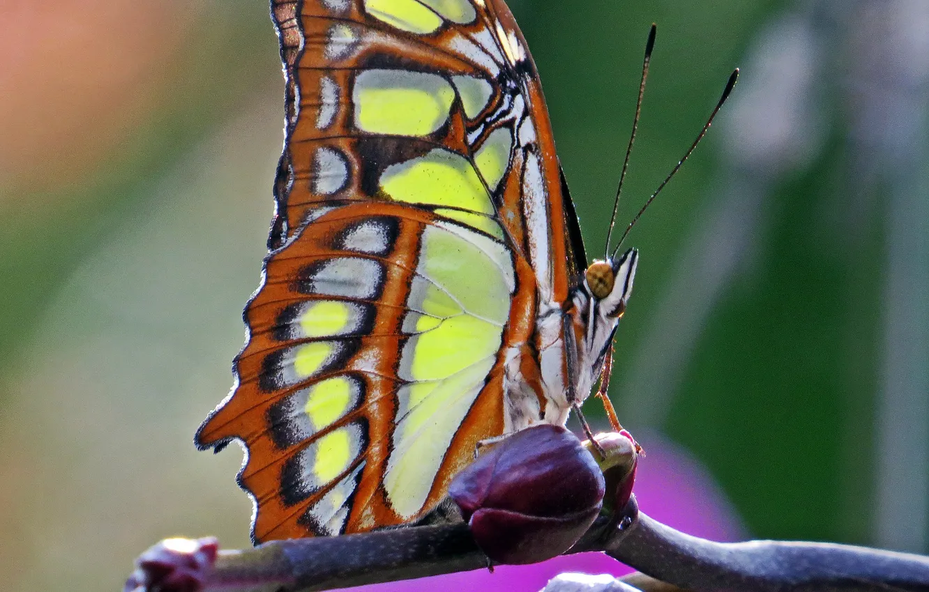 Photo wallpaper butterfly, Macro, insect, butterfly, insect, Macro, Malachite Butterfly