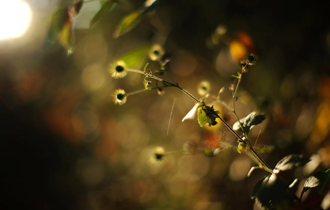 Photo wallpaper macro, nature, photo, background, Wallpaper, plant, color, picture