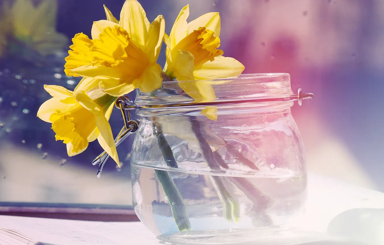 Photo wallpaper water, flowers, yellow, Bank, daffodils