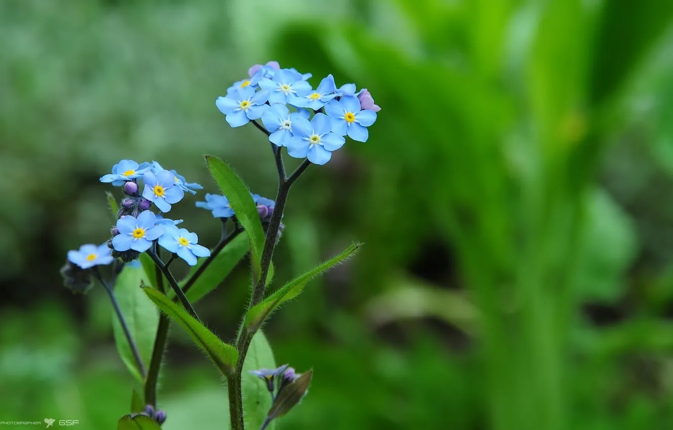 Photo wallpaper leaves, petals, blur, stem, forget-me-nots