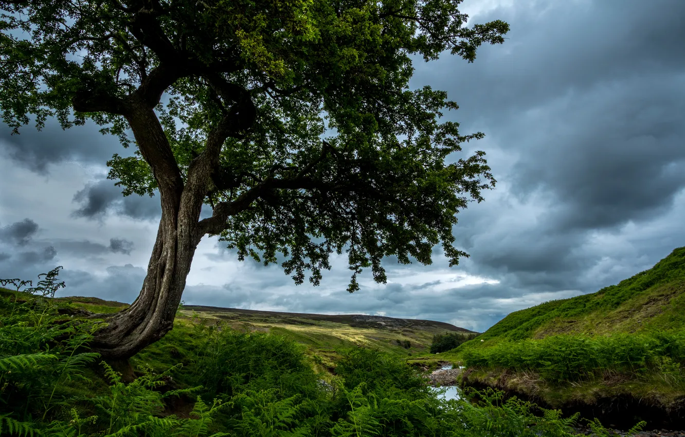Photo wallpaper field, grass, trees, clouds, stream, stones, England, meadow
