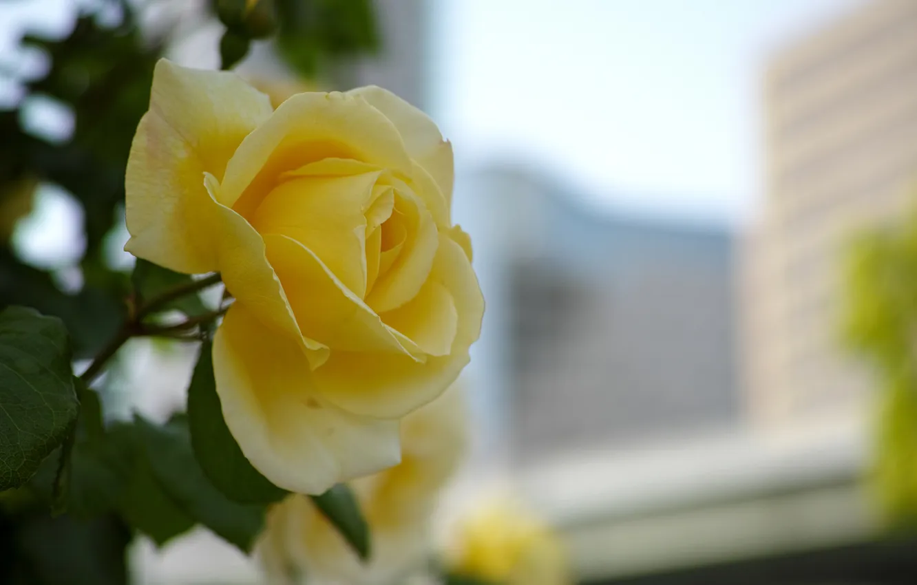 Photo wallpaper rose, yellow, spring