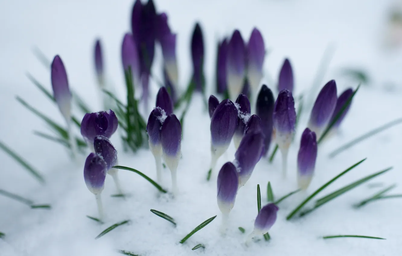 Photo wallpaper purple, snow, flowers, spring, crocuses