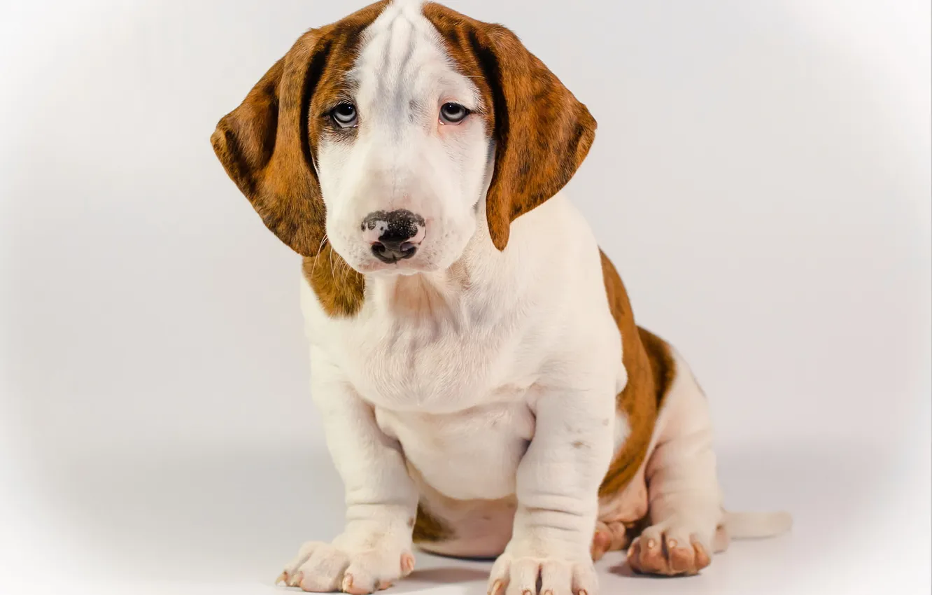 Photo wallpaper look, each, dog