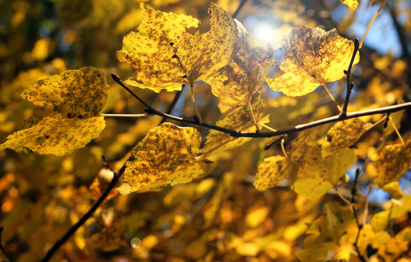 Photo wallpaper autumn, leaves, macro, branches, yellow, blur